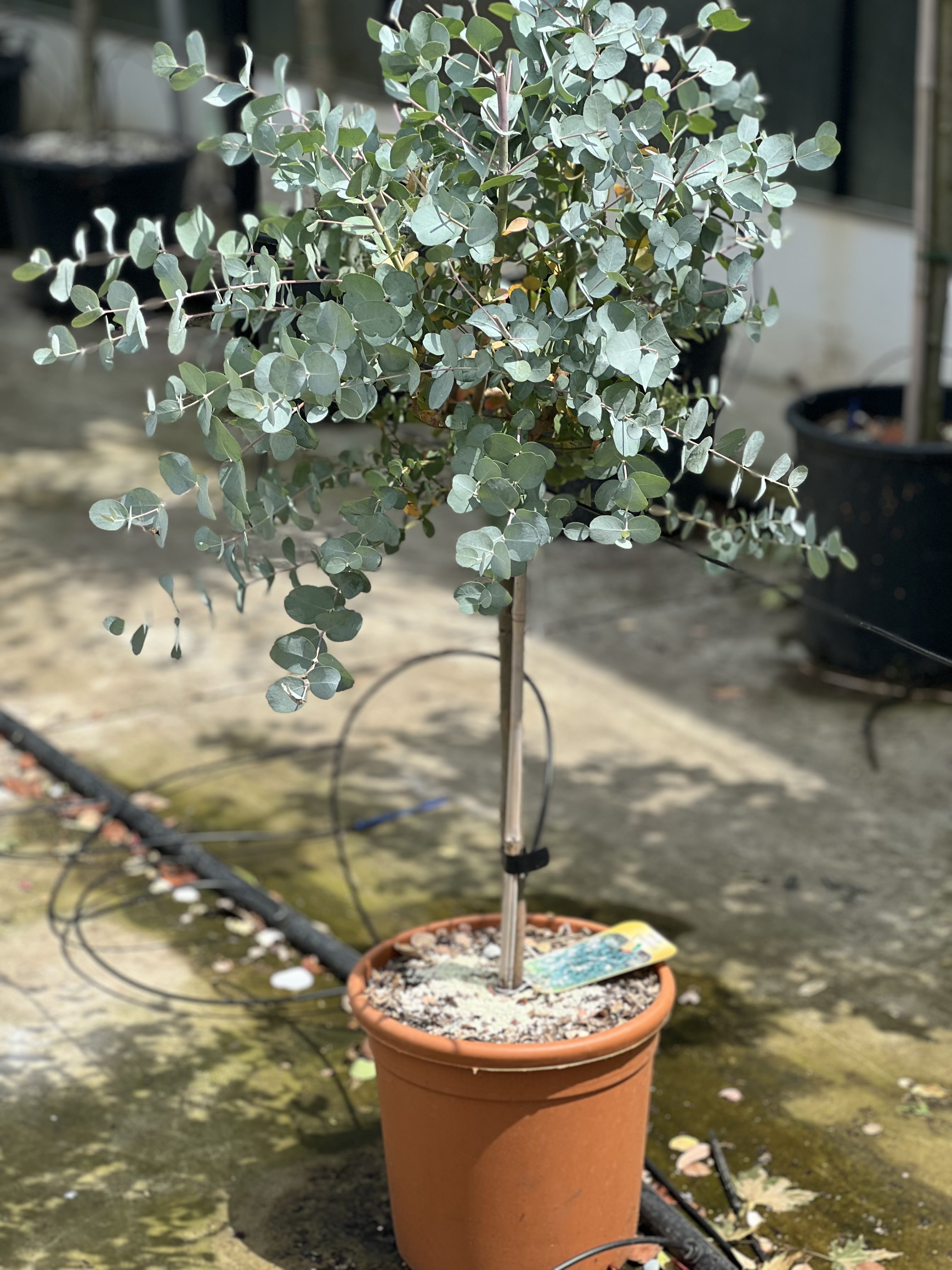 Eucalyptus Gunnii Op Mini Stam Dorleyplants Be