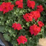 Geranium Lucky 15 - fluo rood donker blad