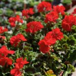Geranium Mattea - rood
