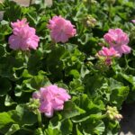 Geranium Goesta - licht roze