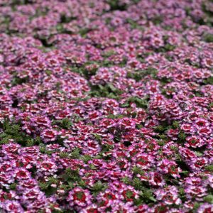 Verbena hangplant