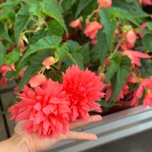 Hangbegonia - Begonia Pendula