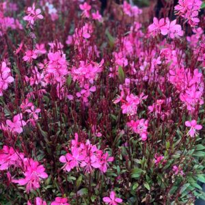 Gaura Roze - Crimson Butterflies