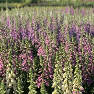 Digitalis Purpurea - Vingerhoedskruid