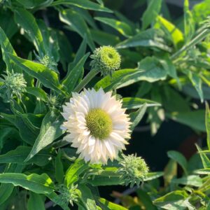 Echinacea Sunseekers White Perfect
