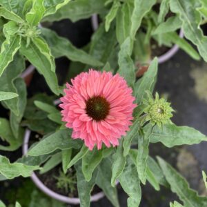 Echinacea Sunseekers Salmon