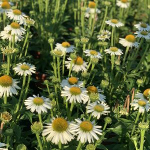 Echinacea Purpurea Virgin