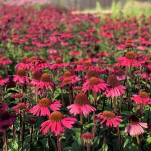 Echinacea Pick Up Pink