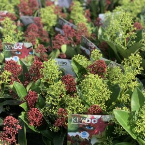 Skimmia japonica Duo - pot 11