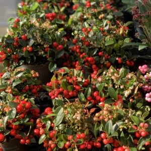 Gaultheria procumbens -  pot 11