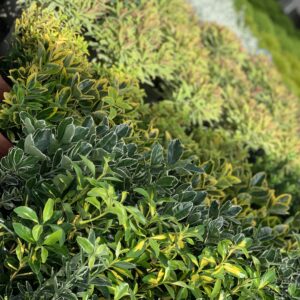 Euonymus - Kardinaalsmuts pot 11