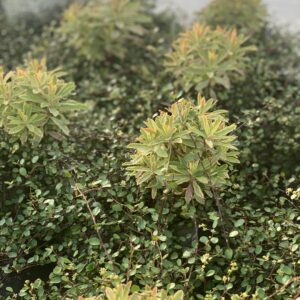 Euphorbia + Muehlenbeckia