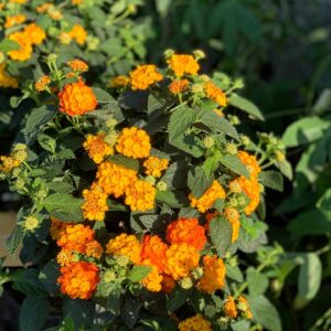 Lantana Camara - Wisselbloem - Bourbontje