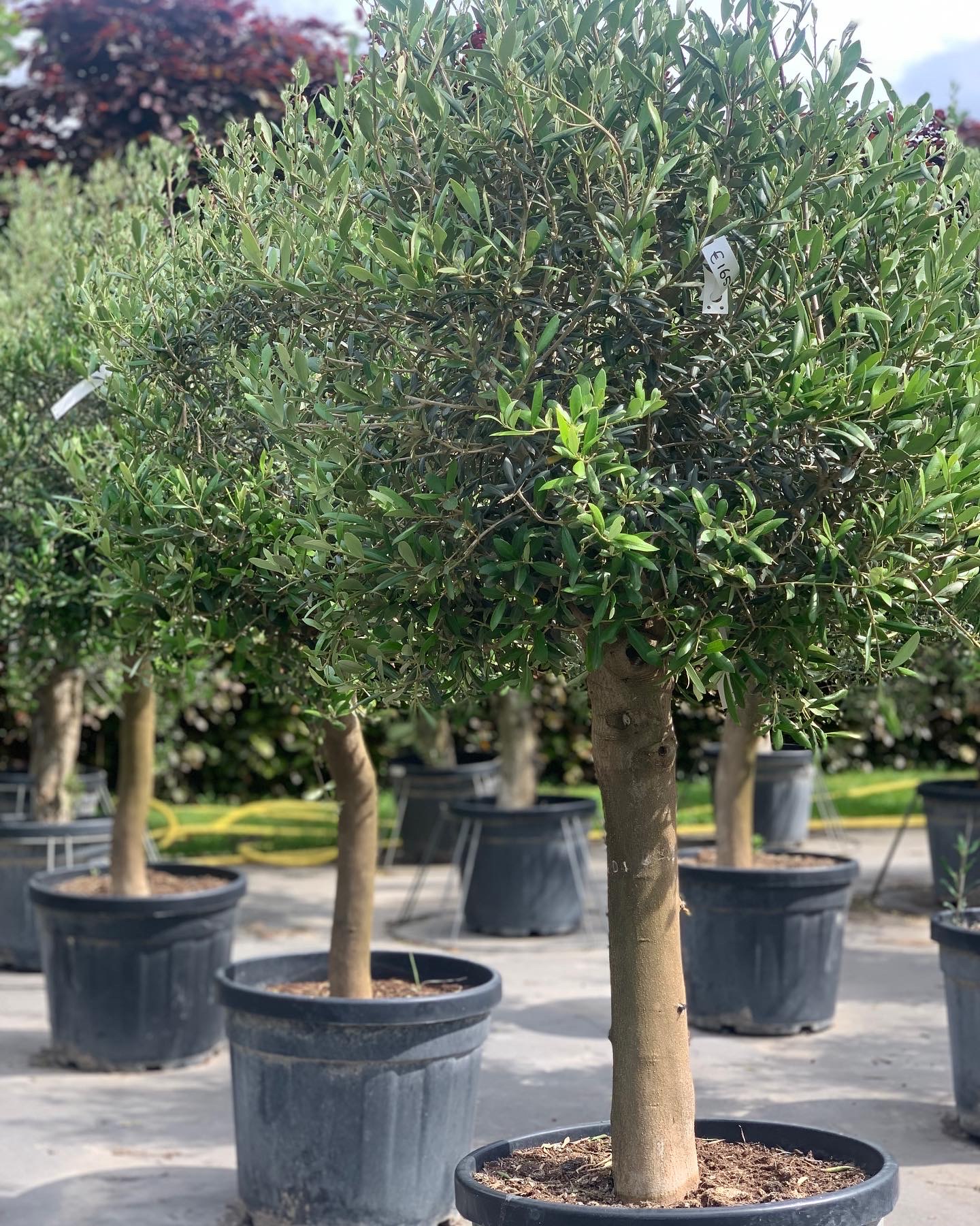 precedent straf Graag gedaan Olea Europaea - Winterharde olijfboom 170 cm stam dia 30 - dorleyplants.be