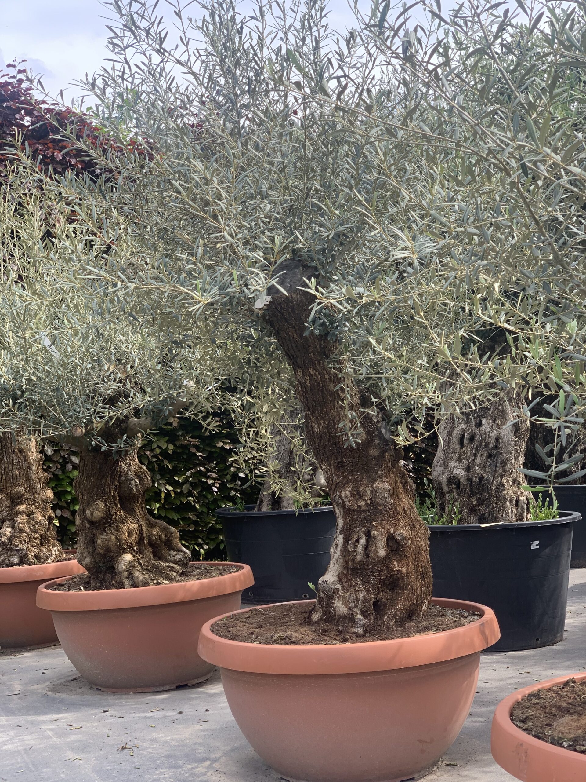Mijnwerker Oost Timor politicus Olea Europaea - Winterharde olijfboom 200 cm oude stam 90 dia -  dorleyplants.be