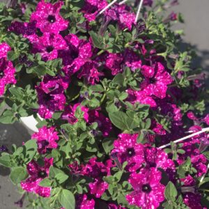 Hangpotten Zomerbloeiers MIX
