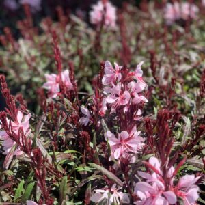 Gaura licht roze XL