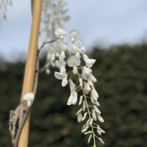 Wisteria floribunda Longissima Alba 275cm