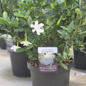 Gardenia Japonica Double Mint