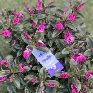 Hebe Addenda - Struikveronica pot 17