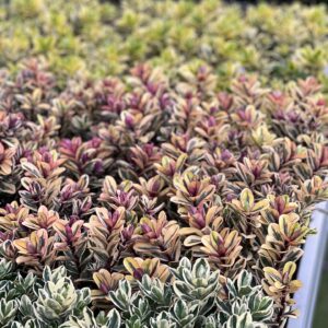 Hebe addenda Bontbladig - Struikveronica pot 10,5