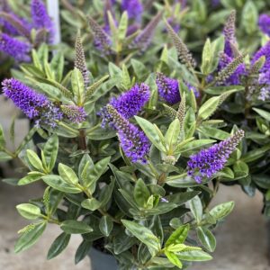 Hebe Addenda - Struikveronica pot 10,5