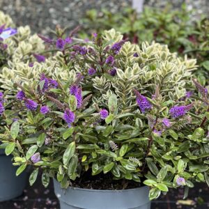 Hebe Addenda XXL - Struikveronica pot 27