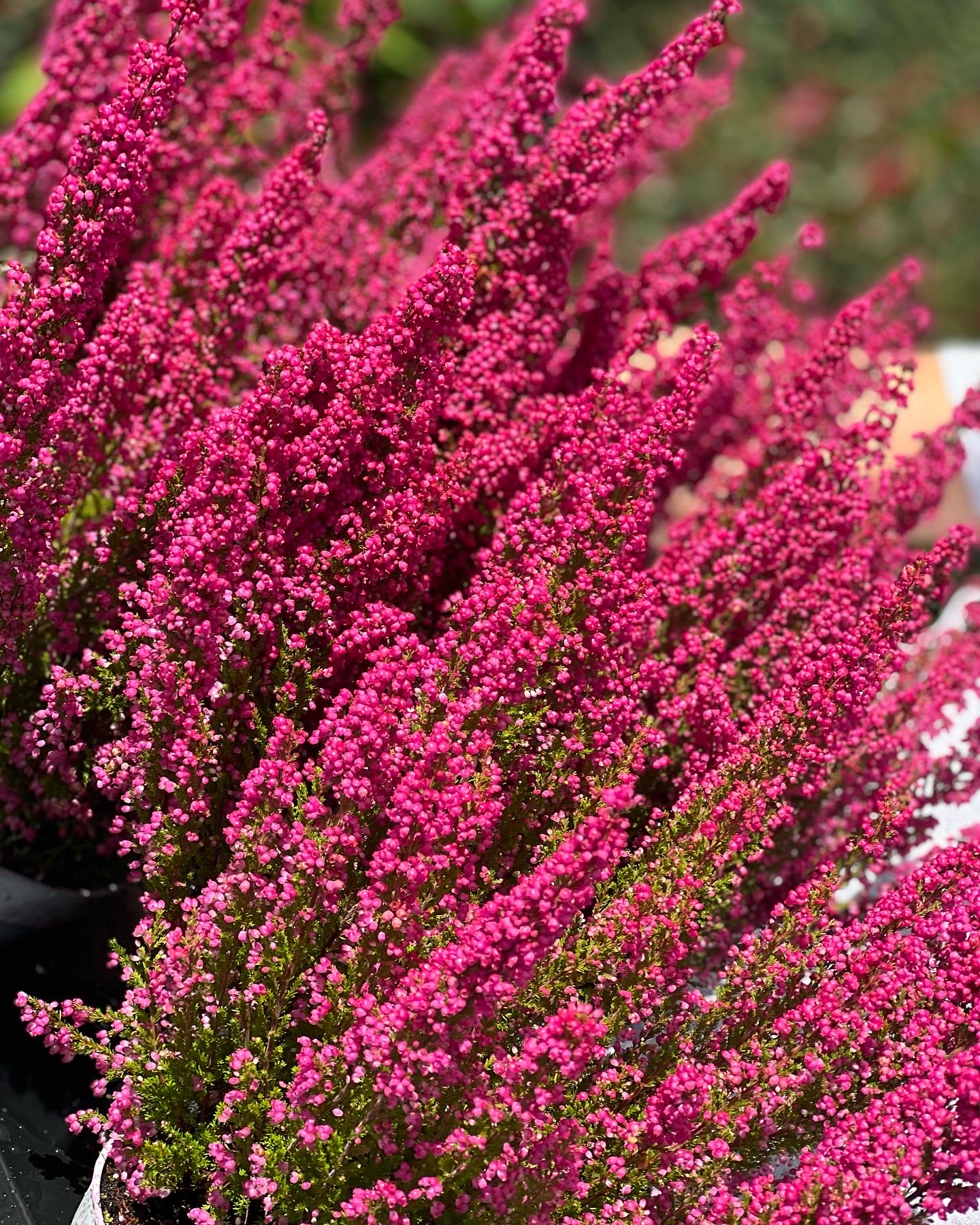 Erica Gracilis Zuid Afrikaanse Dopheide Dorleyplants be