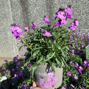 Erysimum - Muurbloem Bowles Mauve