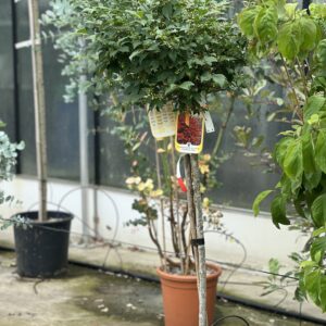 Euonymus Altus Compactus - Kardinaalshoed of Kardinaalsmuts