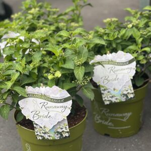 Hydrangea x Runaway Bride klein formaat