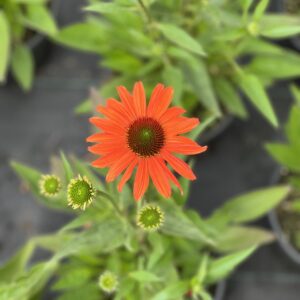 Echinacea Clementine