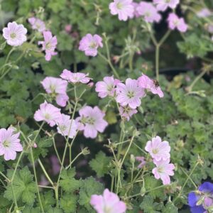 Ooievaarsbek - Geranium Dreamland