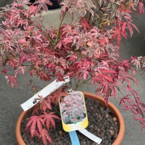 Acer Palmatum Shiraz Dream Bonsai