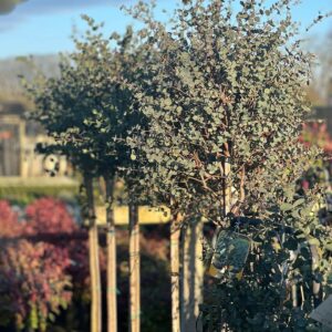 Eucalyptus Gunnii op stam