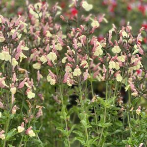 Salvia microphylla Salvinio Lemon