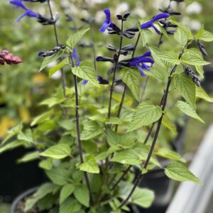 Salvia Rockin True Blue