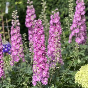 Delphinium Delgenius Chantay