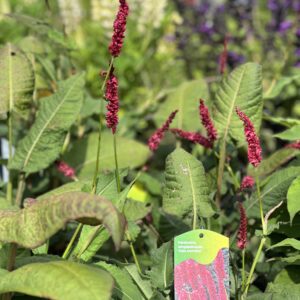 Persicaria amplexicaulis Fat Domino